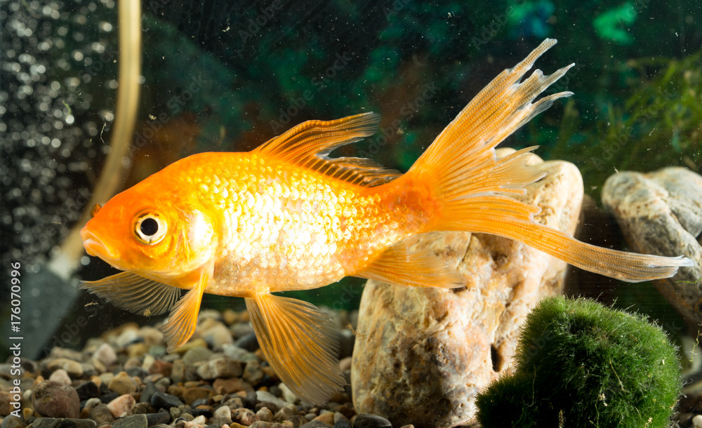 goldfish floating in an aquarium at home goldfish floating in an aquarium at home