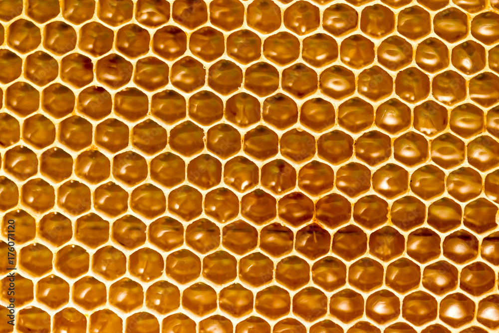 honey comb with honey as a background honey comb with honey as a background