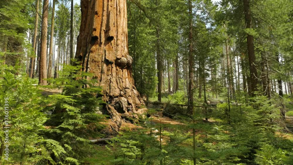 Base of Giant Sequoia Tree, California, Still, Natural Sound