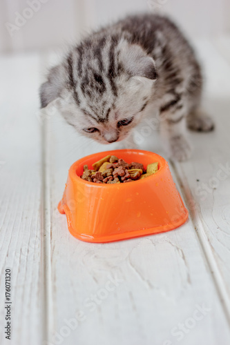 Small young kitten and oran...
