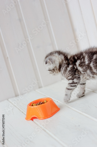 Small young kitten and oran...