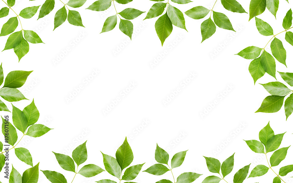 Green leaves on white background