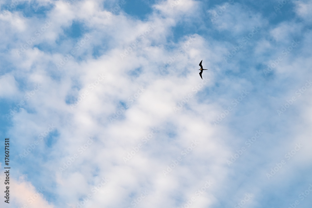 Lone Sea Bird in a Clouded Blue Sky