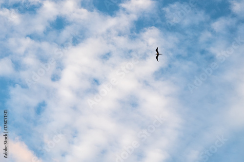 Lone Sea Bird in a Clouded Blue Sky
