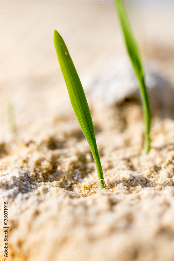 green grass in the sand in the nature green grass in the sand in the nature