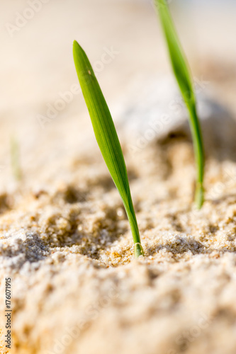 green grass in the sand in the nature