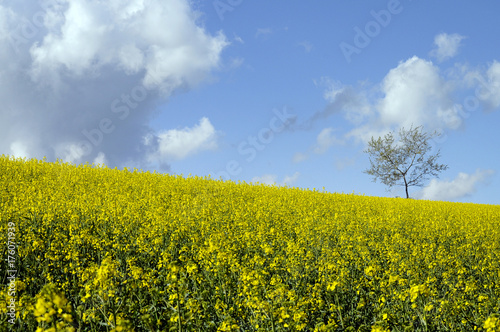 Lonely Tree among colza Yellow field