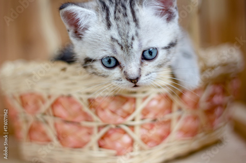 Young beautiful kitten sitting in a wicker basket.