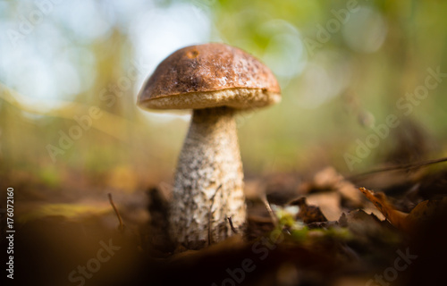 fresh edible mushroom in a forest in the nature