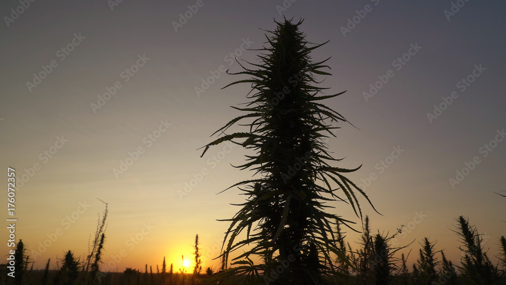 Wide shot of marijuana field in the amazing sunset background.