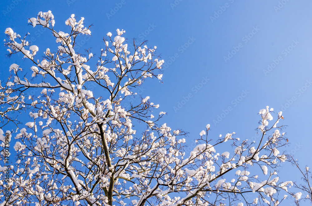 Branches of a tree with buds in the snow against a bright winter blue sky. Copyspace for text.