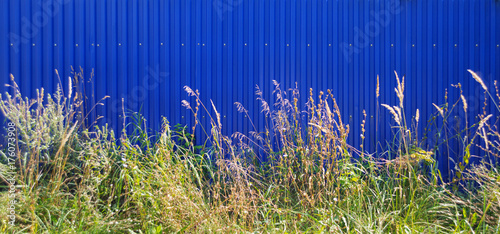 Wild grass and blue fence