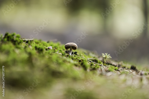 mushroom  © romuald