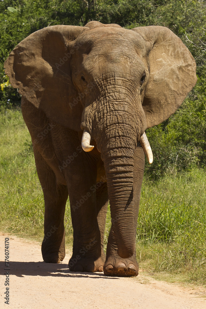 African elephant walking on a gravel road