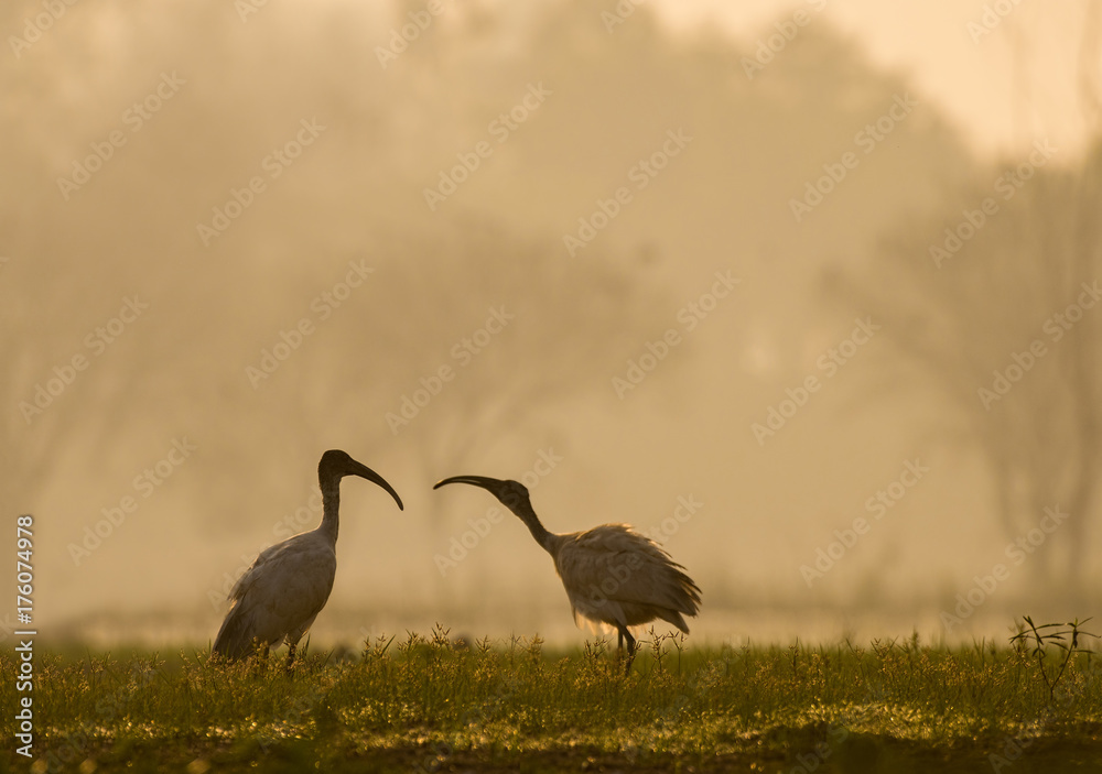 Fototapeta premium Romance in the Morning