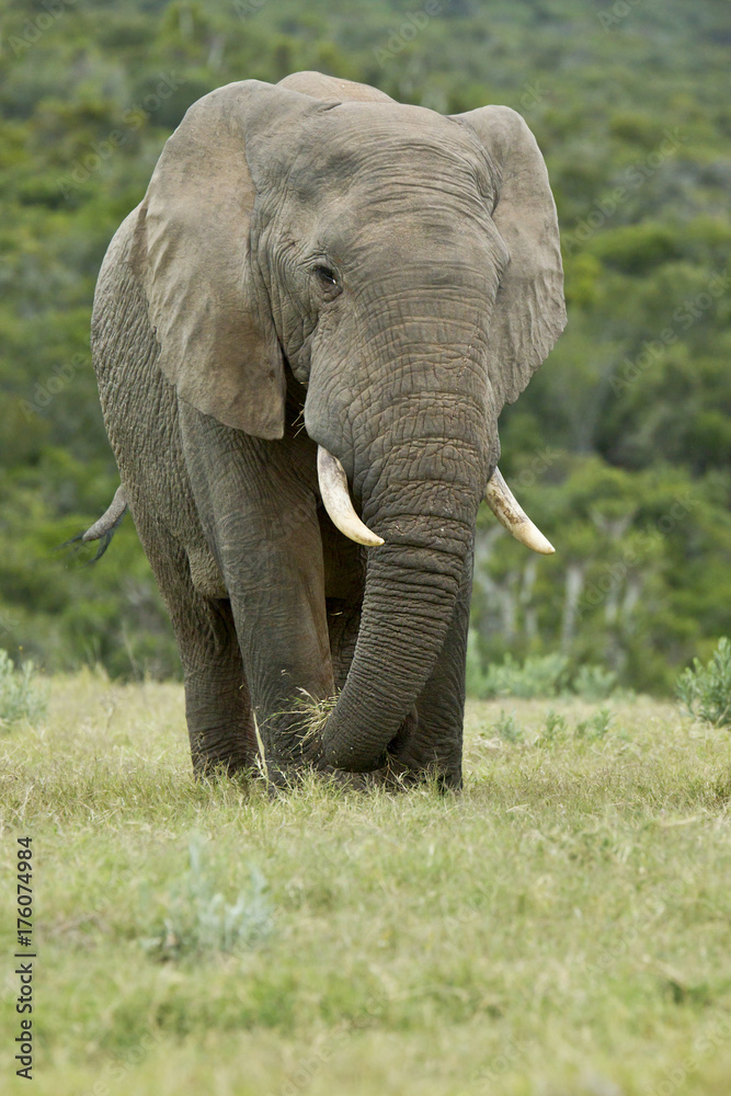Huge African elephant eating dry grass