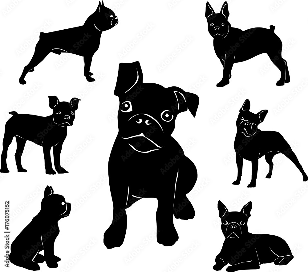 Silhouette of Boston terrier. Adult dogs and puppies.