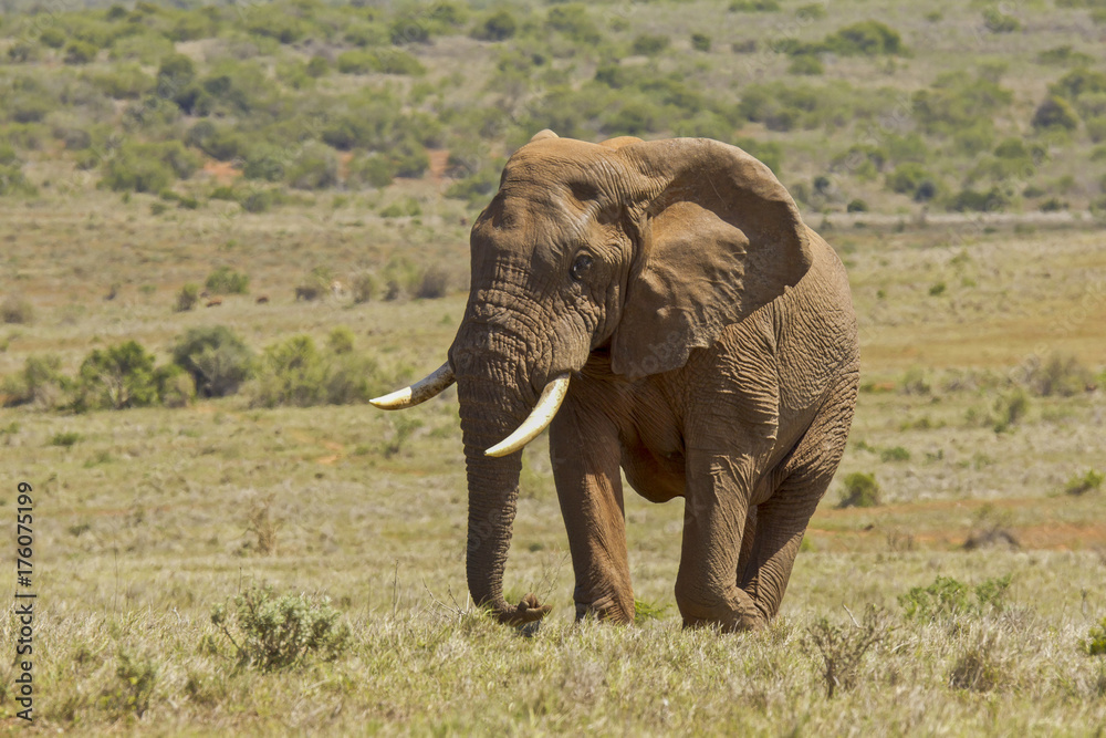 Male elephant walking in a savannah grassland