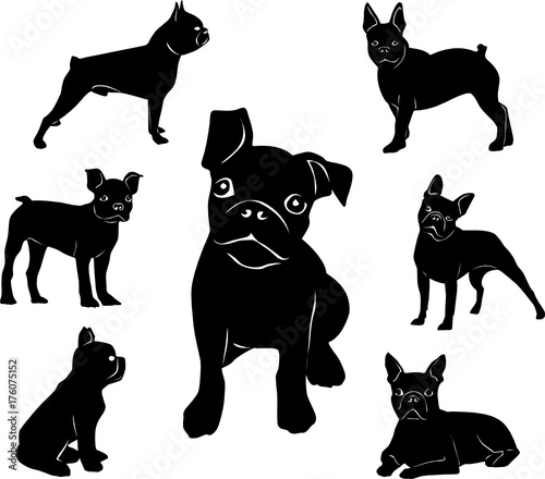 Silhouette of Boston terrier. Adult dogs and puppies.