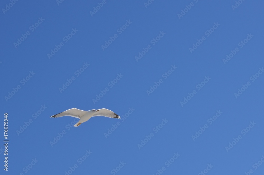 Goéland leucophée (Larus michahellis) Goéland leucophée (Larus michahellis)