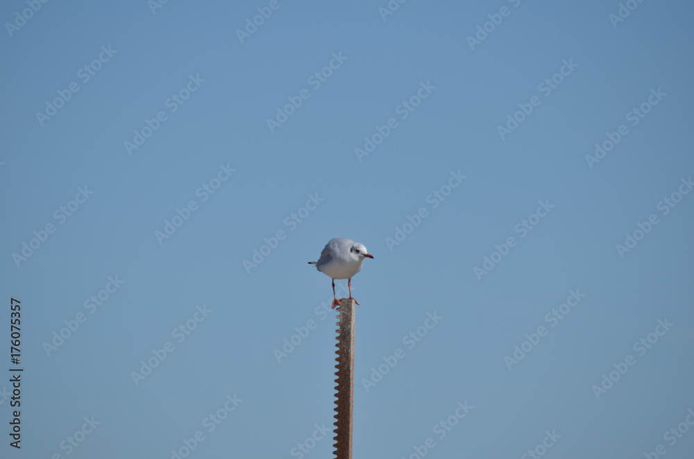 Mouette rieuse (Chroicocephalus ridibundus)