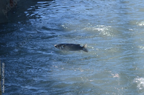 Poisson sautant devant un barrage