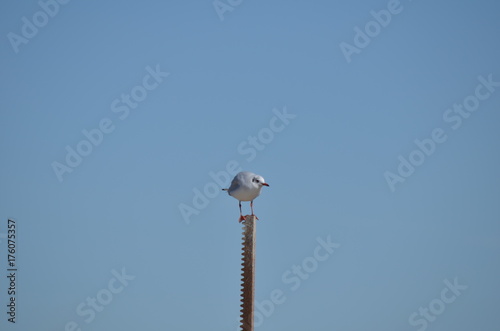 Mouette rieuse (Chroicocephalus ridibundus)