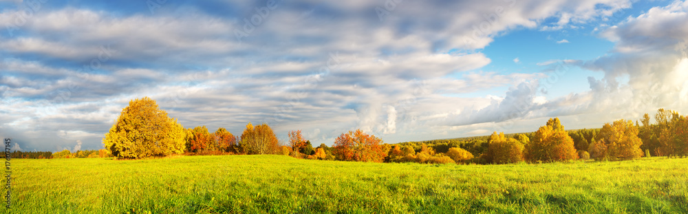 Naklejka premium trees with multicolored leaves on the field
