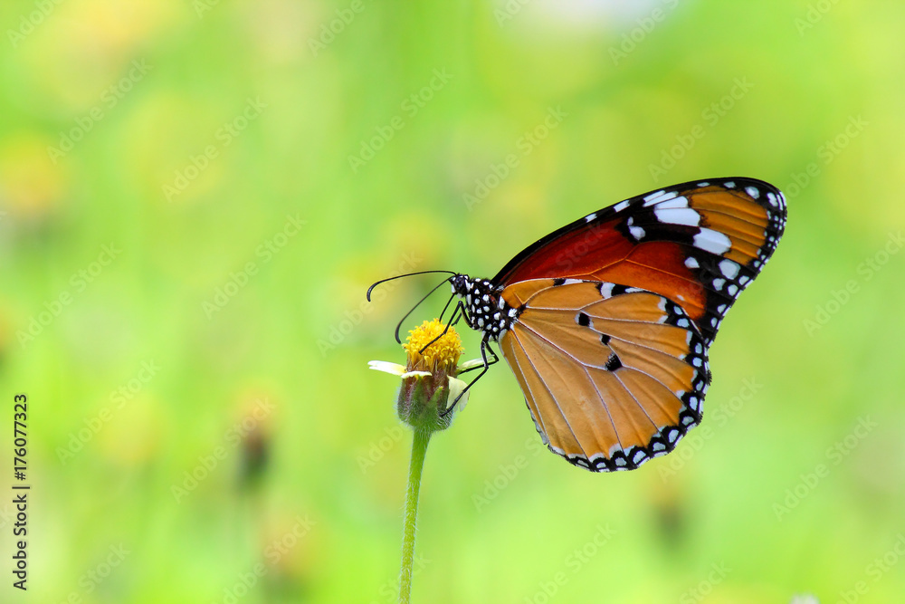 Fototapeta premium butterfly