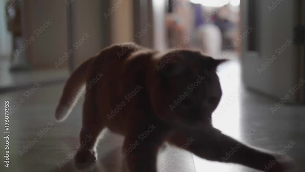 Red british cat chasing laser pointer towards camera. Slowmo.
