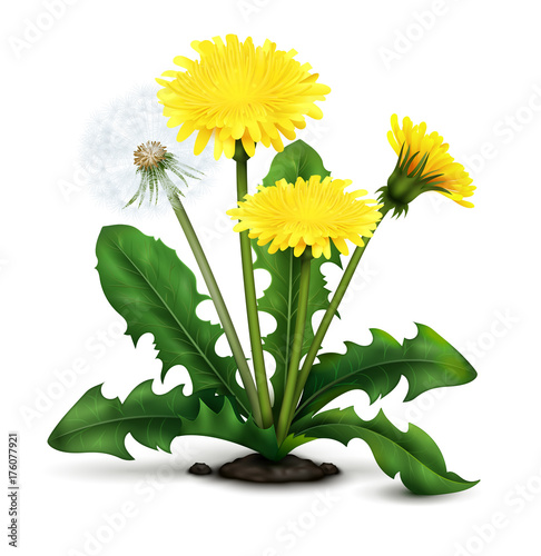 Realistic Dandelion Illustration