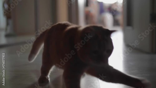 Red british cat chasing laser pointer towards camera. Slowmo.
