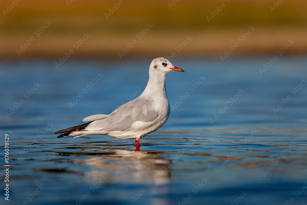 Wild gull of interior in the water Wild gull of interior in the water