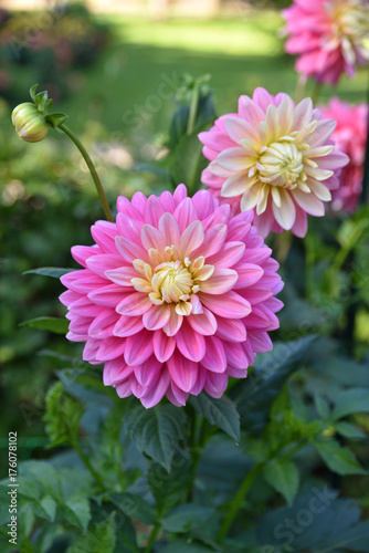 Fototapeta Naklejka Na Ścianę i Meble -  Dahlia rose au jardin en été