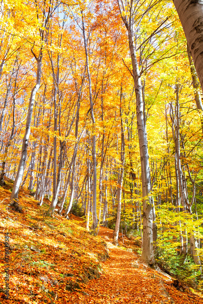 Obraz premium Autumn road in forest. 