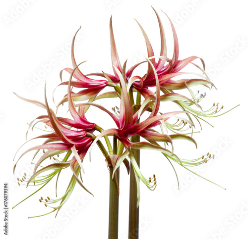 Wallpaper Mural Amaryllis Hippeastrum sybister Chiko isolated on the white background Torontodigital.ca