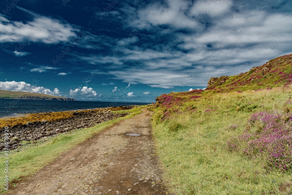 wildlife of green Scotland in england Skye Island