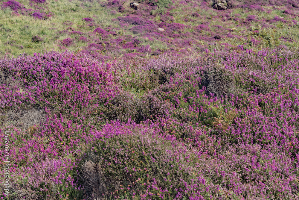 Obraz premium wildlife of green Scotland in england Skye Island
