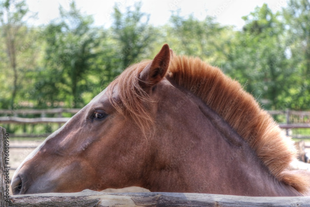Fototapeta premium Hungary