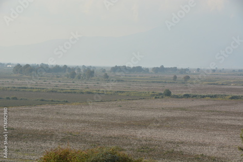 Cotton fields 