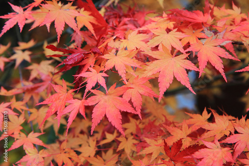 autumn color leaves texture