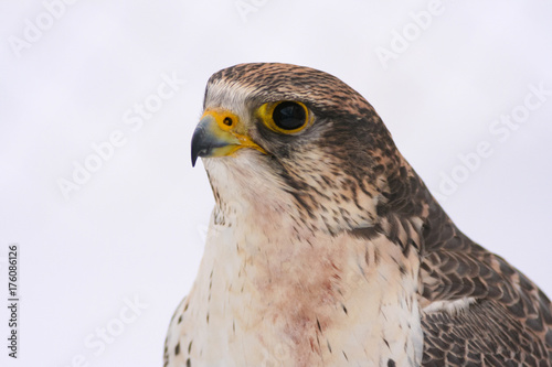 The portrait of the falcon isolated on white