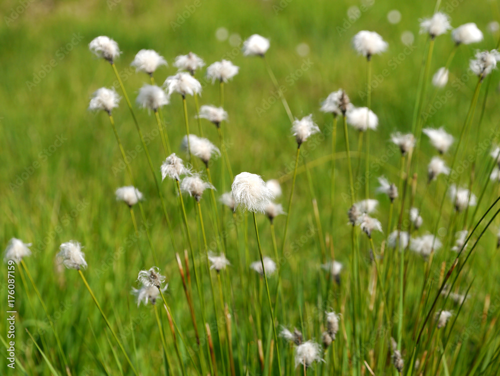 Fototapeta premium Fruchtstand vom Scheidigen Wollgras / Eriophorum vaginatum