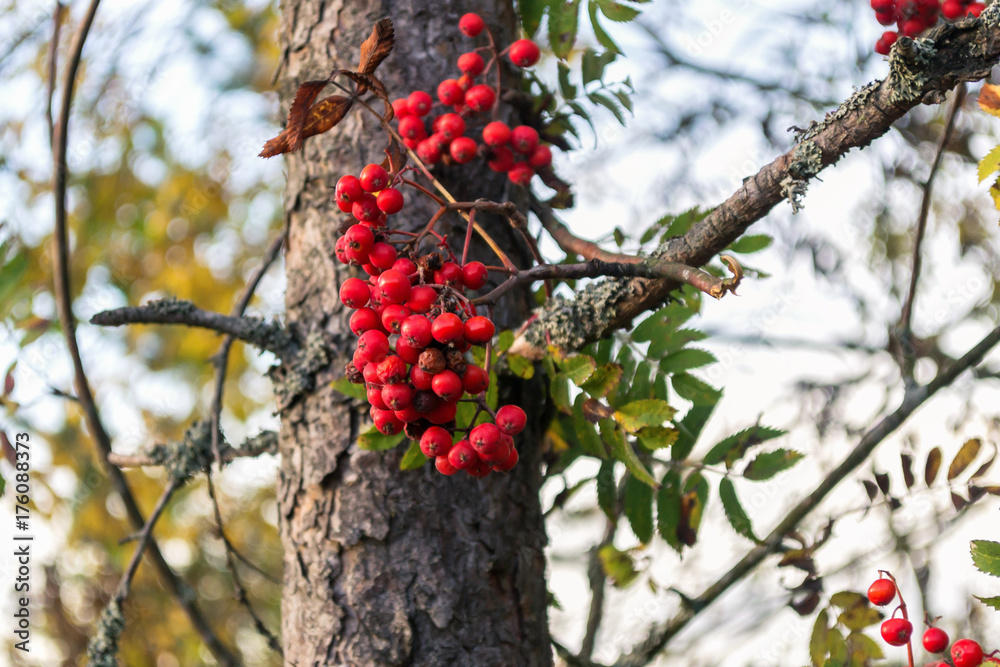 Rowan on tree Rowan on tree