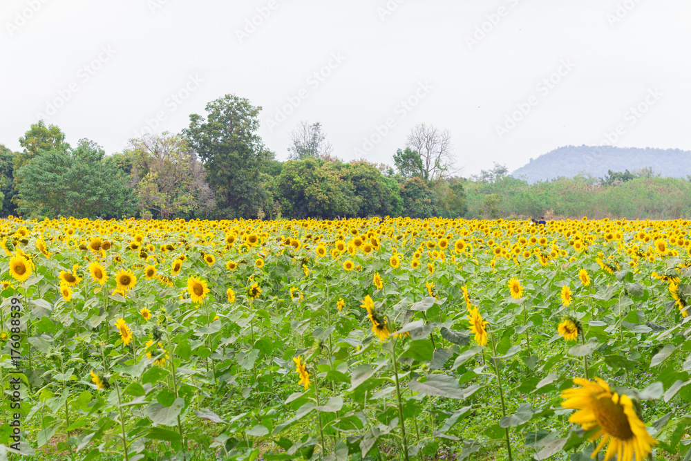 Field of sunflowers in january, sunflower farm