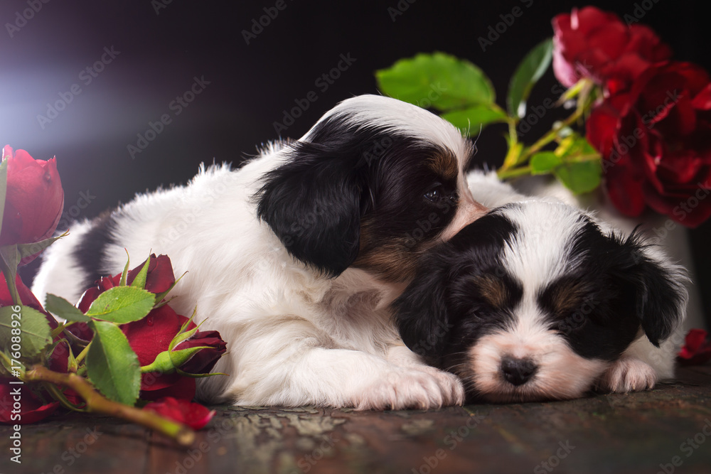 Pair of puppies in flowers