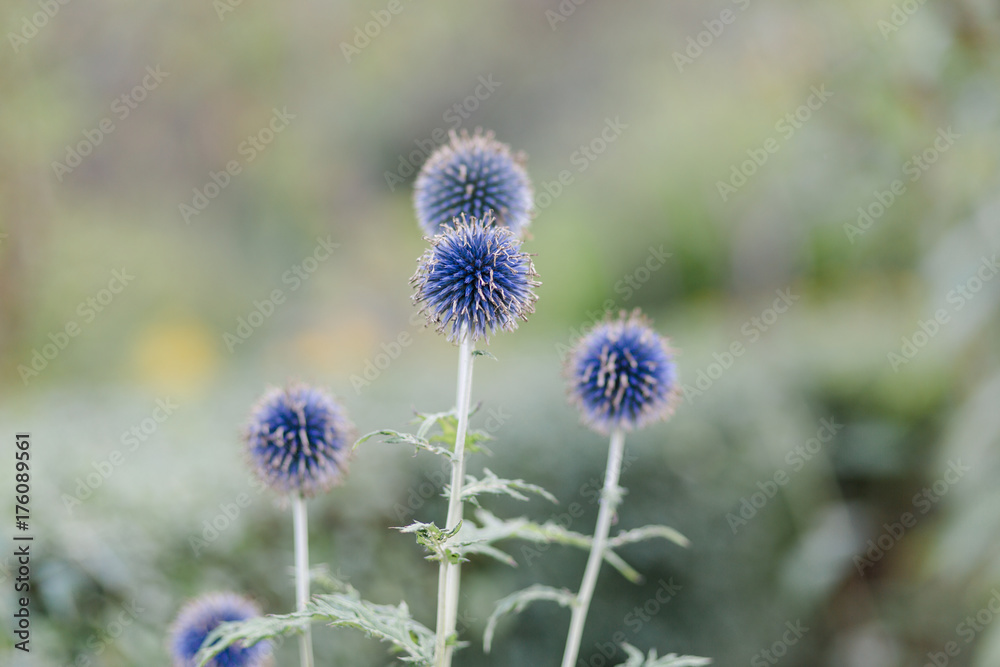 Distelblume auf Wiese Distelblume auf Wiese