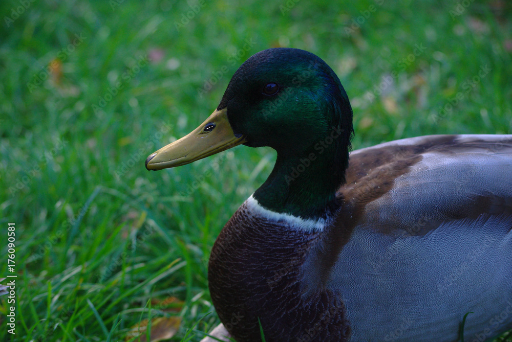 Obraz premium Stock-Enterich