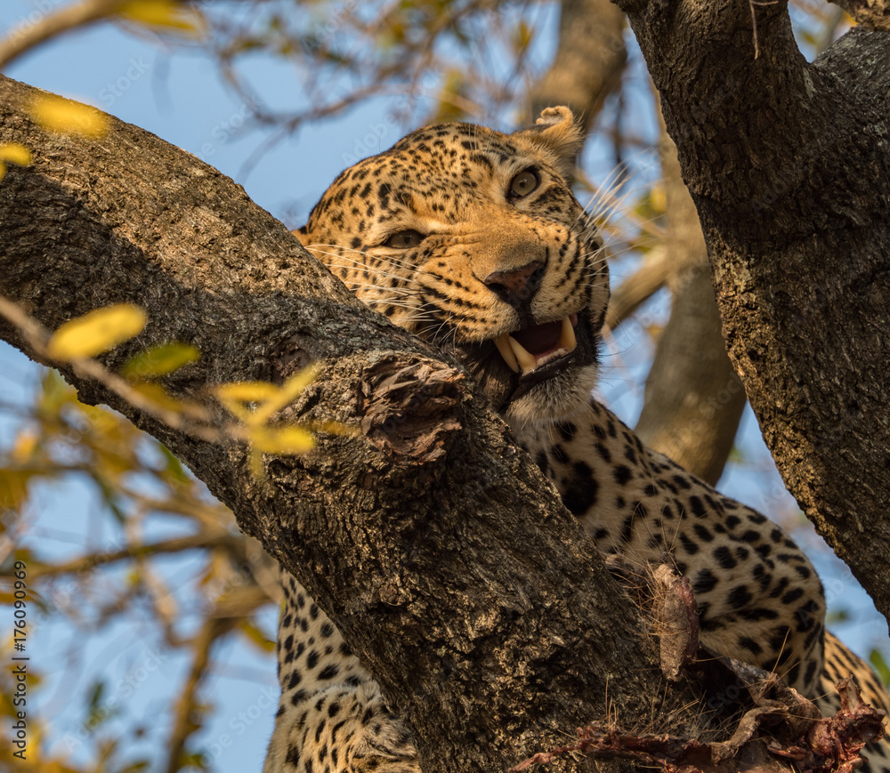 Obraz premium Leopards of Sabi Sand game reserve, South Africa