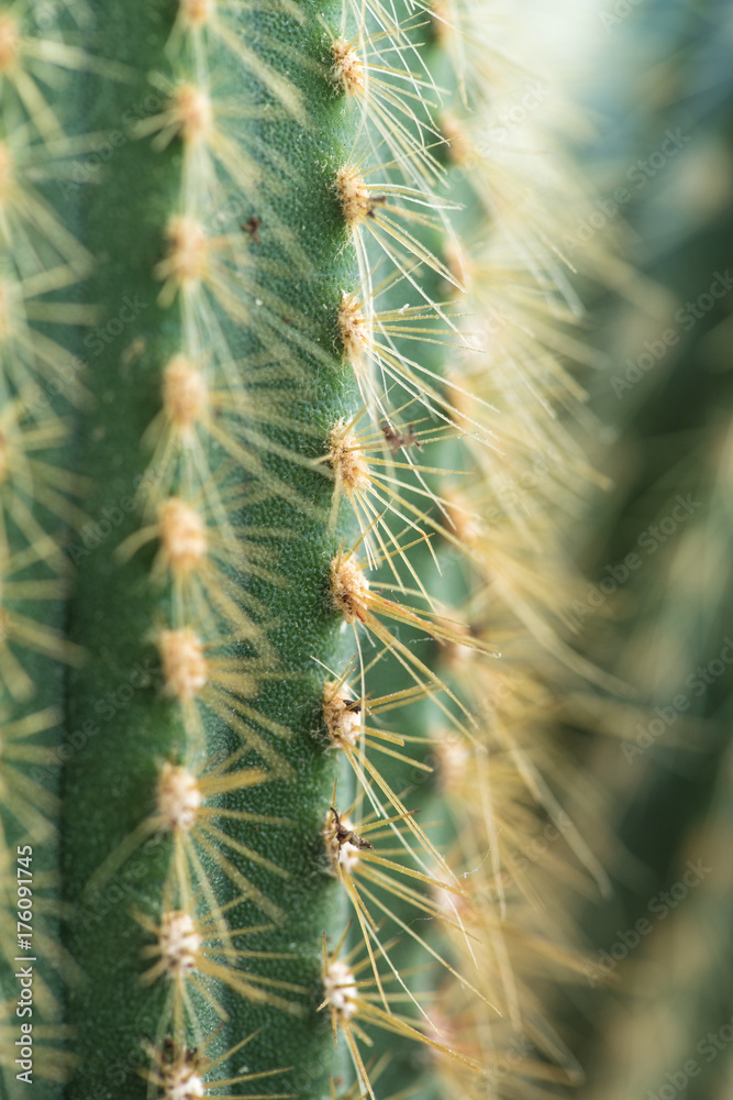 Cactus close-up. Home indoor plants with thorns. A succulent Cactus close-up. Home indoor plants with thorns. A succulent